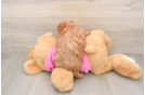 Funny Cavapoo Poodle Mix Pup