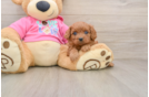 Cavapoo Puppy for Adoption