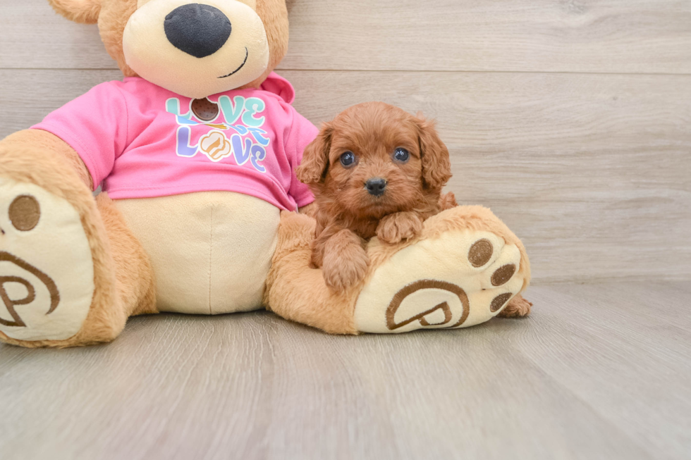 Cavapoo Puppy for Adoption