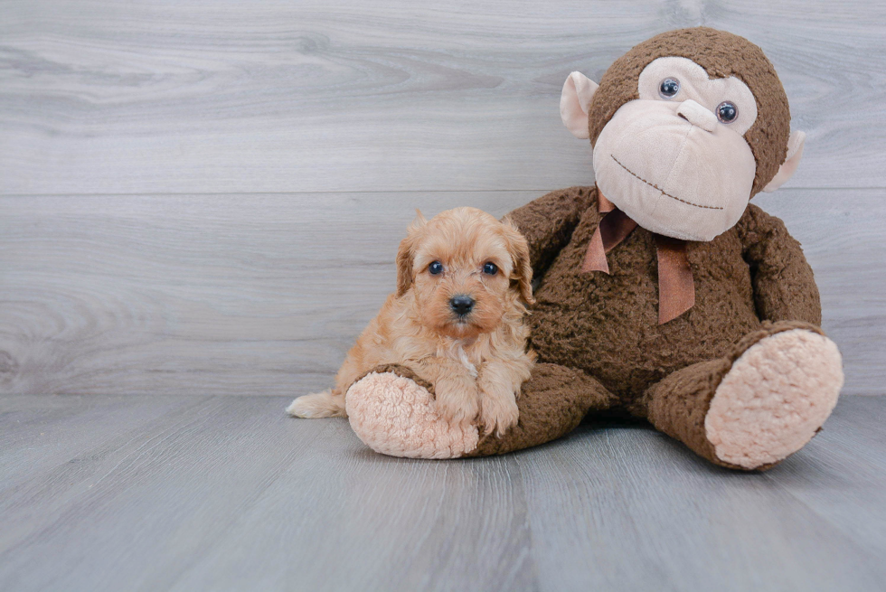 Cavapoo Pup Being Cute