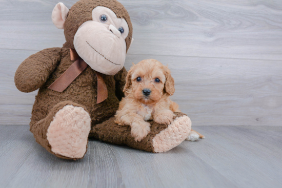 Cavapoo Pup Being Cute