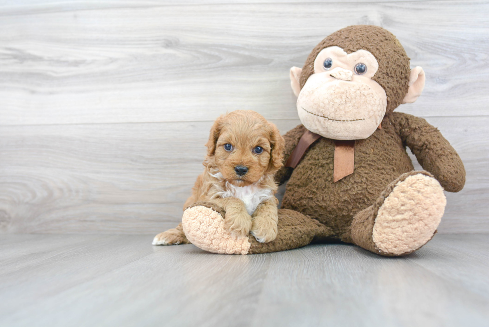 Energetic Cavoodle Poodle Mix Puppy