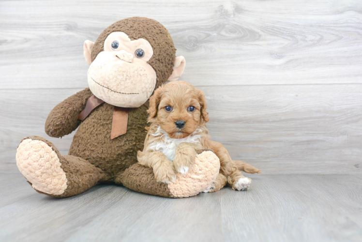 Small Cavapoo Baby