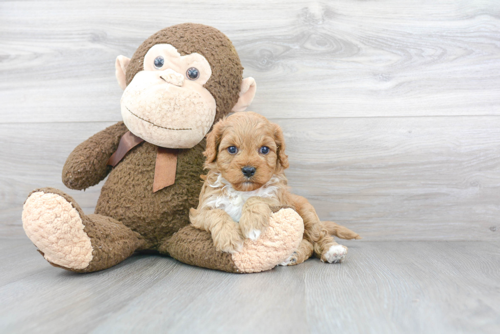 Small Cavapoo Baby