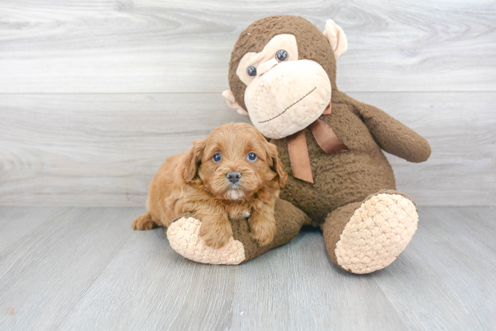 Best Cavapoo Baby