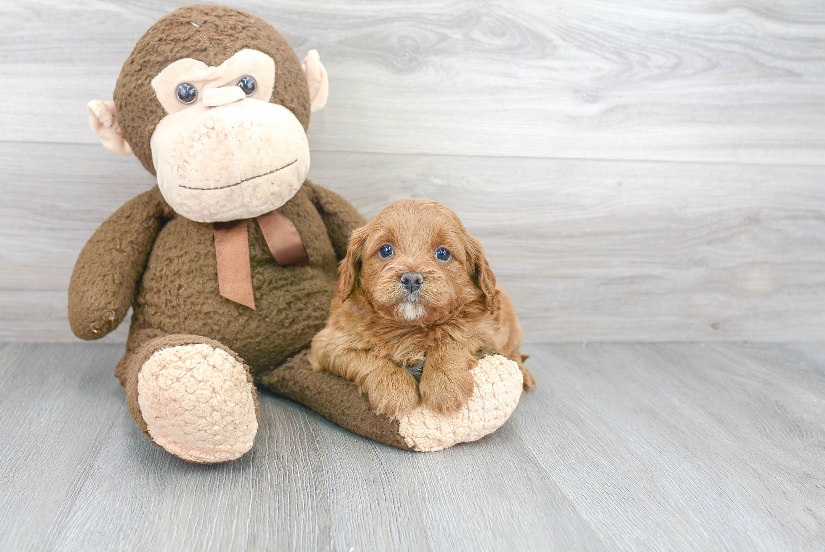 Playful Cavoodle Poodle Mix Puppy