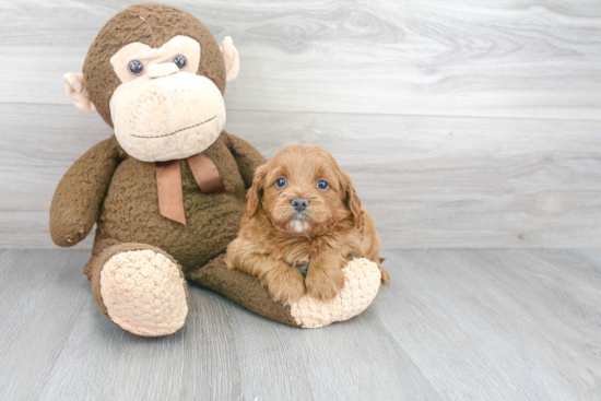 Playful Cavoodle Poodle Mix Puppy