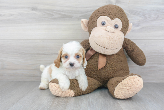 Petite Cavapoo Poodle Mix Pup