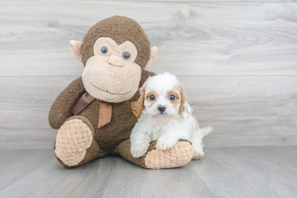 Cavapoo Pup Being Cute