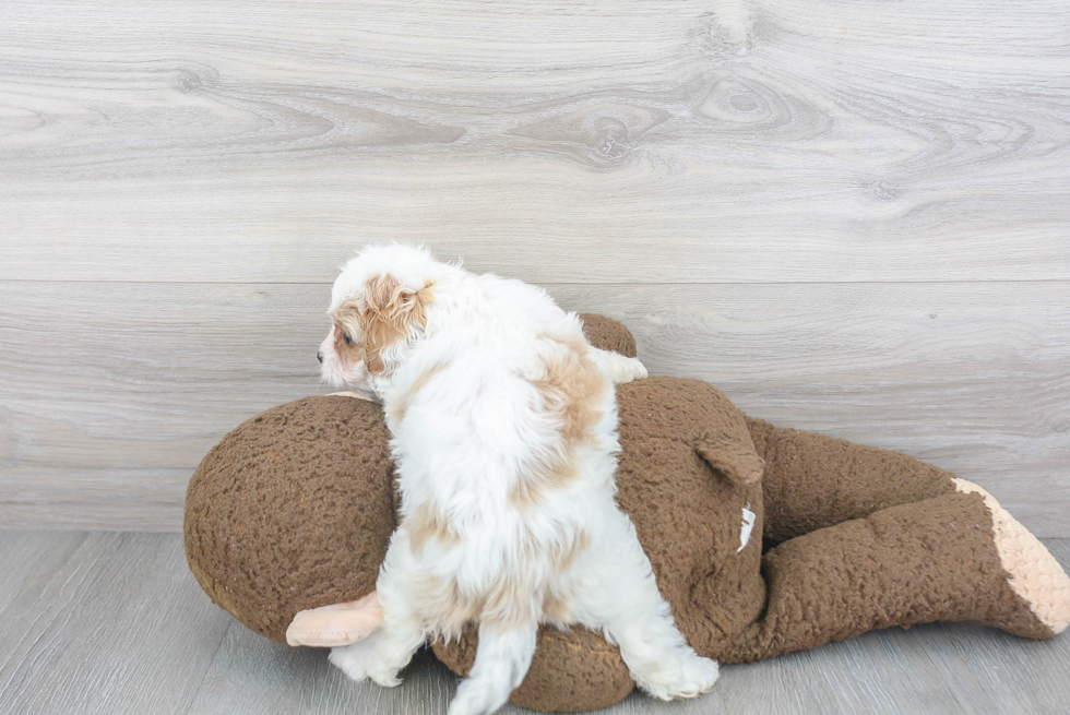 Fluffy Cavapoo Poodle Mix Pup