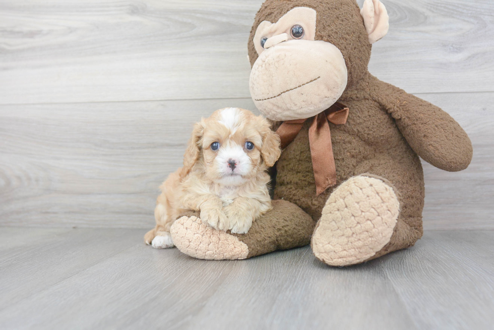 Funny Cavapoo Poodle Mix Pup