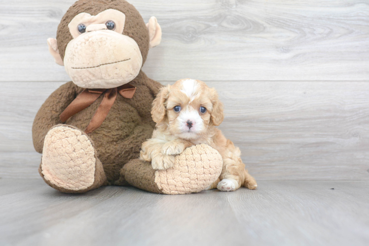 Best Cavapoo Baby