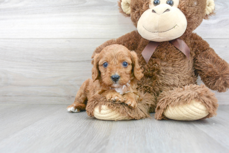 Hypoallergenic Cavoodle Poodle Mix Puppy