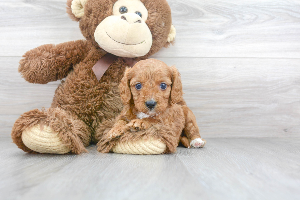 Sweet Cavapoo Baby