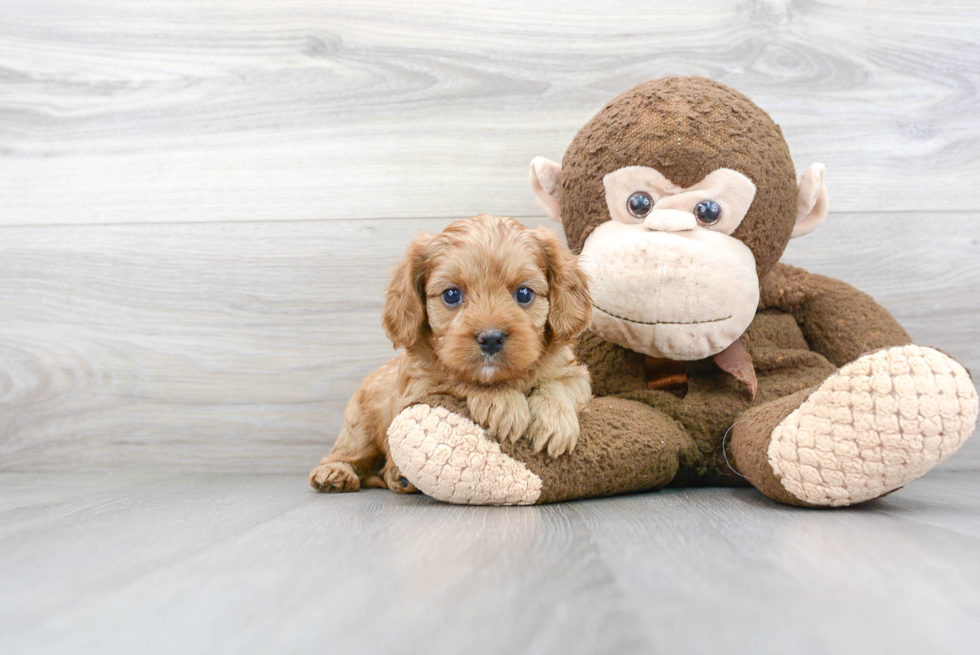 Best Cavapoo Baby