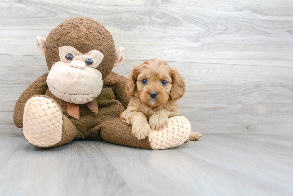 Best Cavapoo Baby