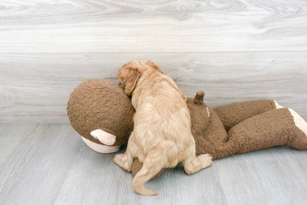 Cavapoo Pup Being Cute