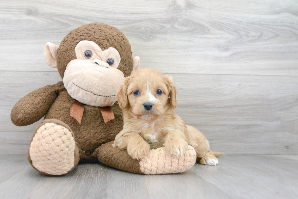 Little Cavoodle Poodle Mix Puppy