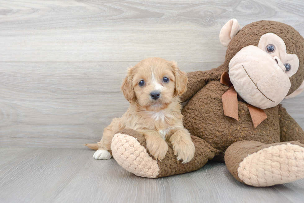 Funny Cavapoo Poodle Mix Pup