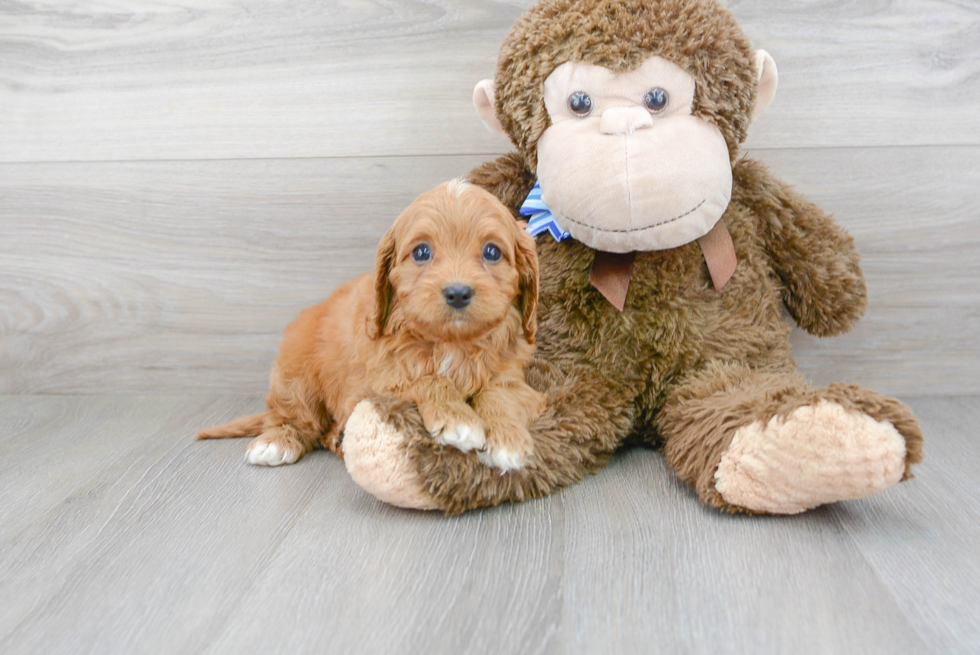 Cavapoo Pup Being Cute