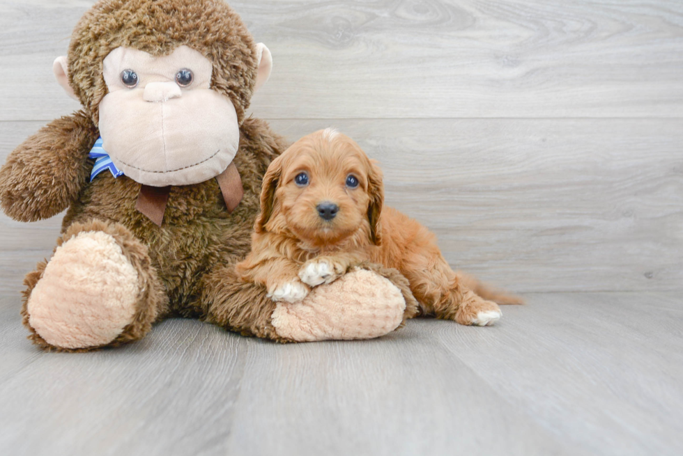 Best Cavapoo Baby