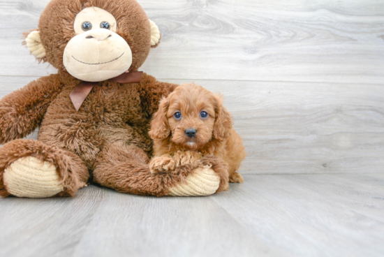 Cavapoo Pup Being Cute