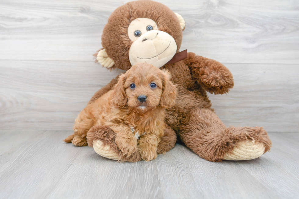 Cavapoo Puppy for Adoption