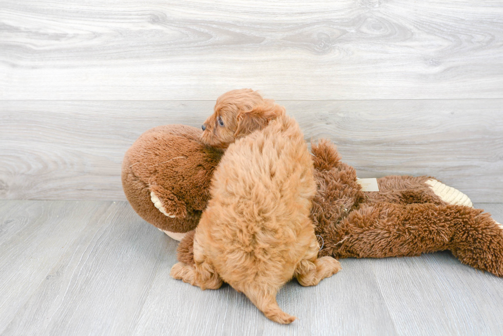 Best Cavapoo Baby