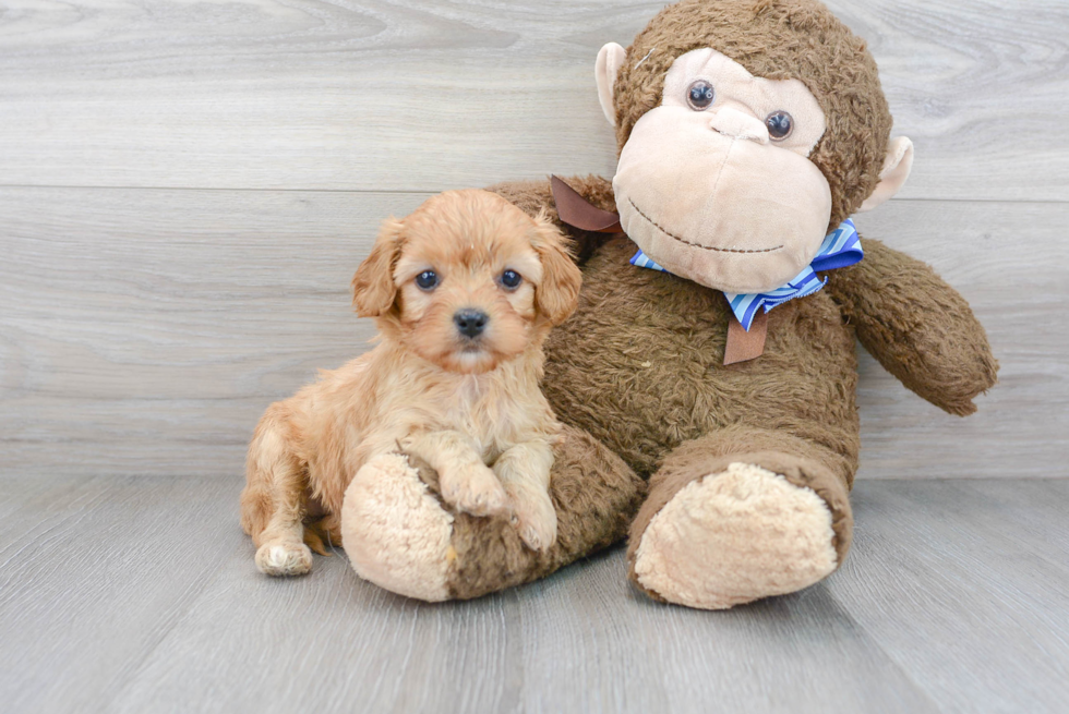 Energetic Cavoodle Poodle Mix Puppy