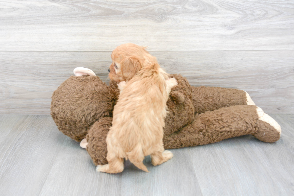 Hypoallergenic Cavoodle Poodle Mix Puppy