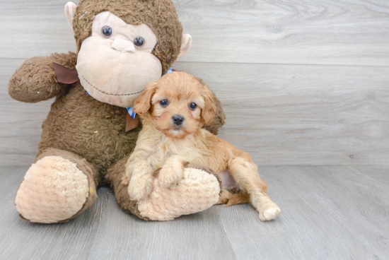 Hypoallergenic Cavoodle Poodle Mix Puppy