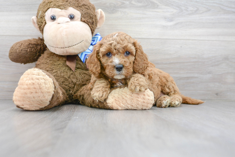 Best Cavapoo Baby