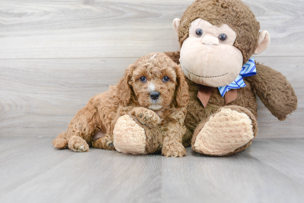 Cavapoo Pup Being Cute