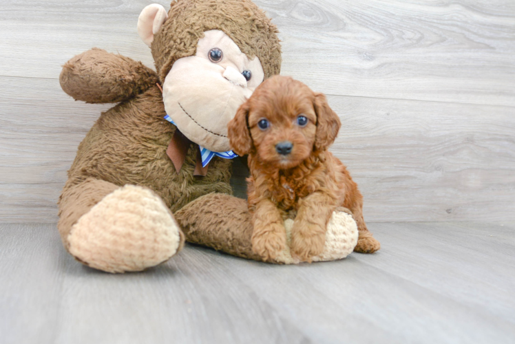 Smart Cavapoo Poodle Mix Pup