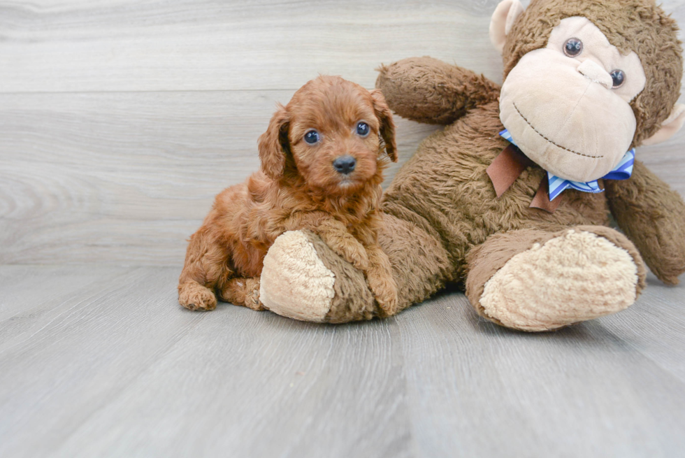 Best Cavapoo Baby