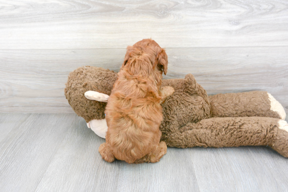 Friendly Cavapoo Baby