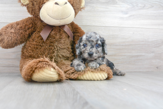 Friendly Cavapoo Baby