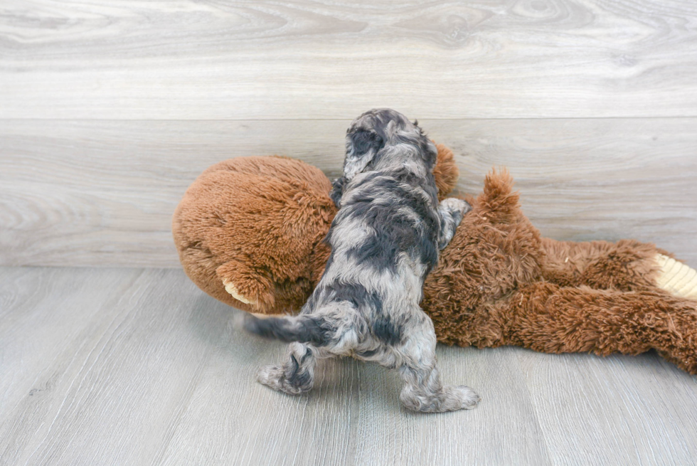 Smart Cavapoo Poodle Mix Pup