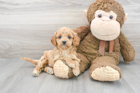 Cute Cavapoo Baby