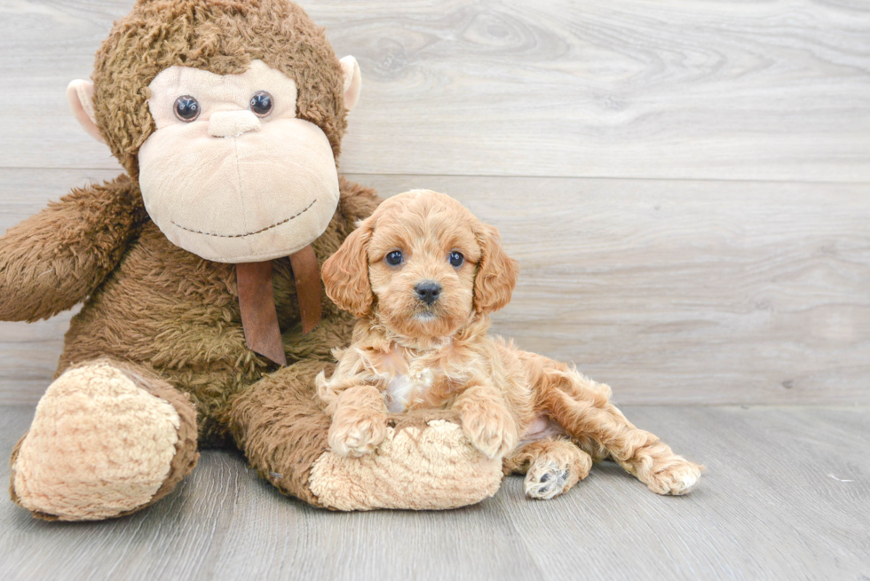 Funny Cavapoo Poodle Mix Pup