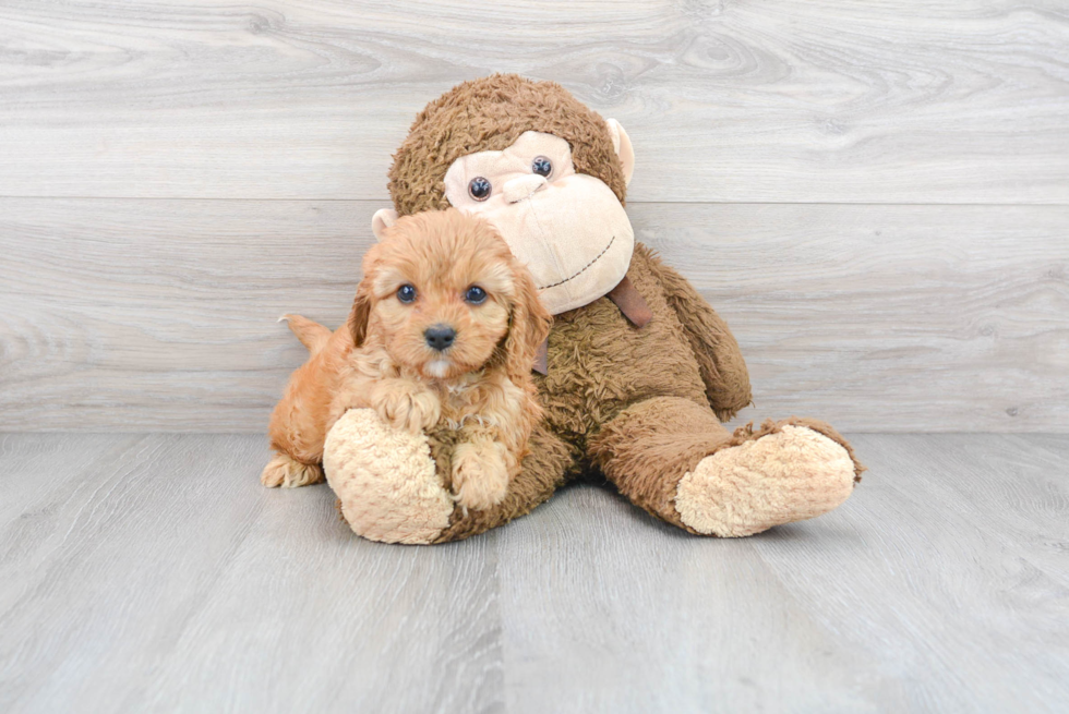 Cavapoo Pup Being Cute