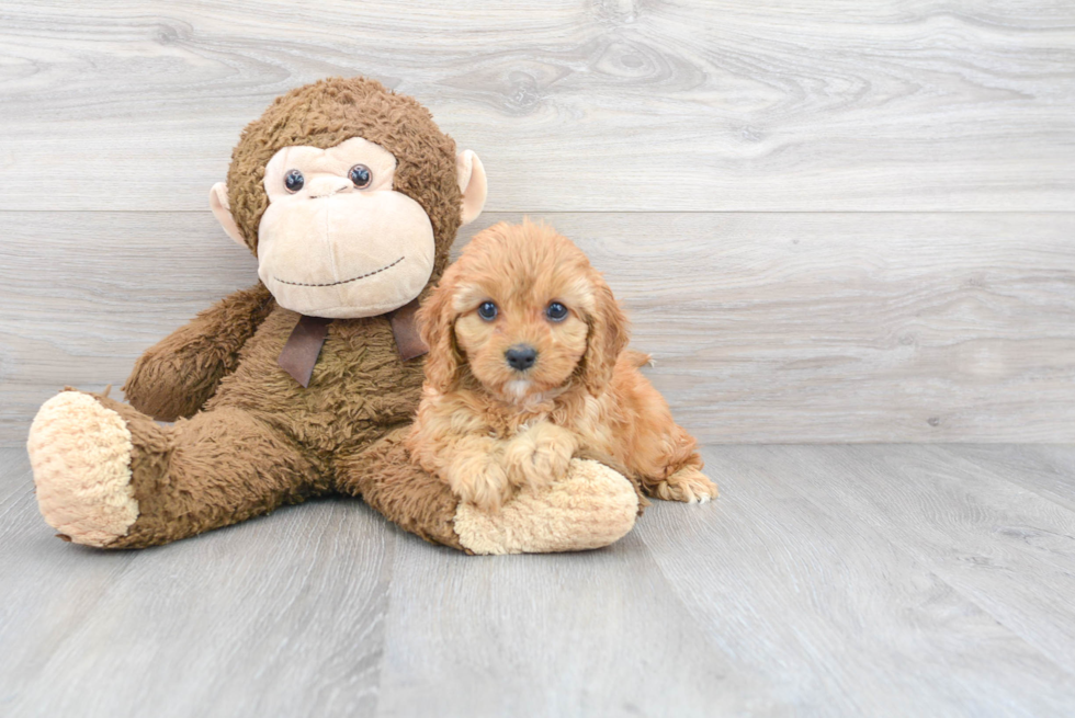 Cavapoo Pup Being Cute