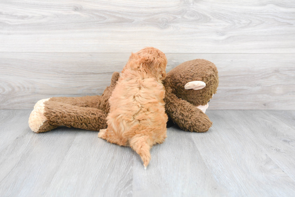 Cavapoo Pup Being Cute