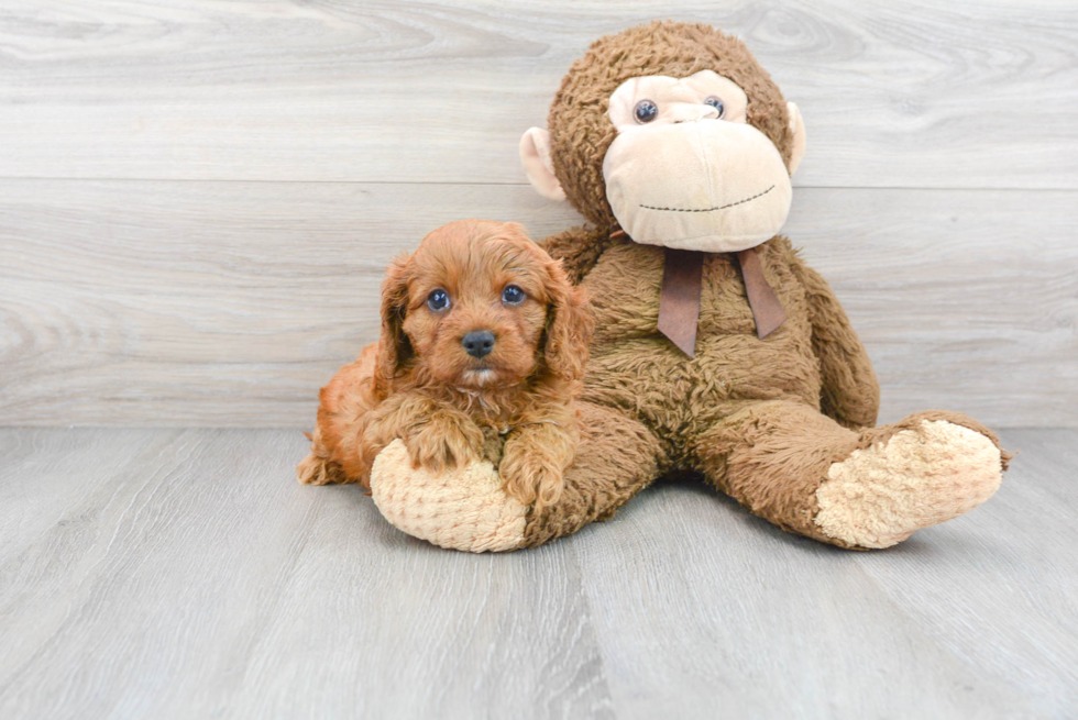 Popular Cavapoo Poodle Mix Pup