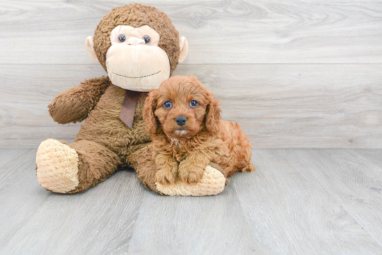 Energetic Cavoodle Poodle Mix Puppy