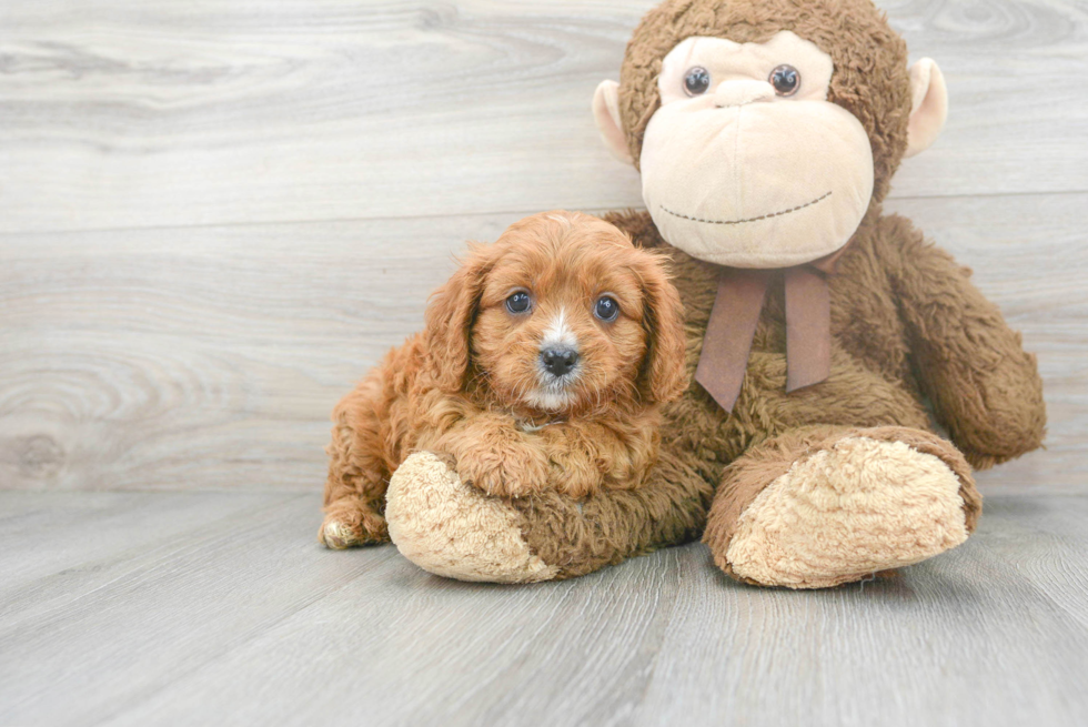 Cavapoo Puppy for Adoption