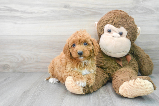 Cavapoo Pup Being Cute