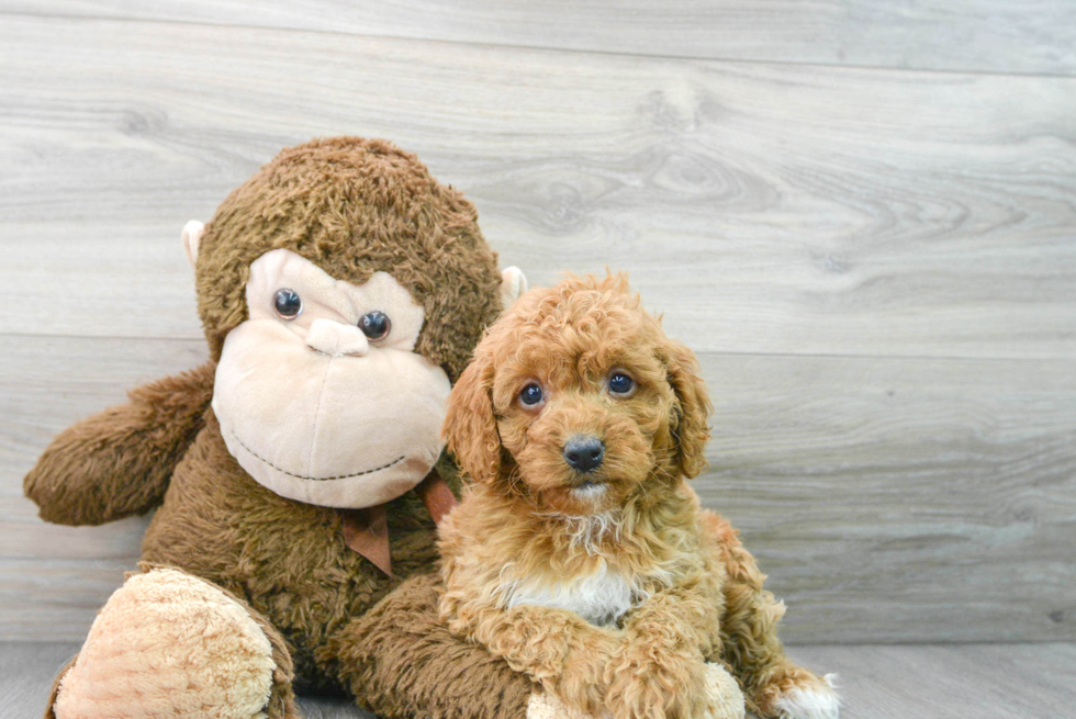 Best Cavapoo Baby