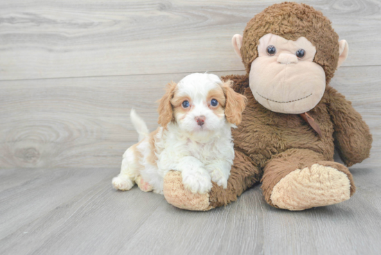 Popular Cavapoo Poodle Mix Pup