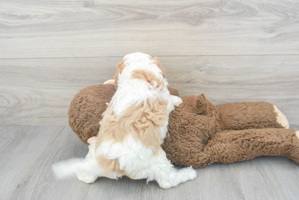 Little Cavoodle Poodle Mix Puppy